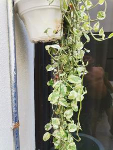 马六甲EBH INN的爬上窗户边的植物