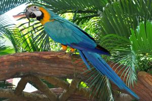 舍地HOTEL SAI PALKHI NIWARA的树枝上五颜六色的鸟
