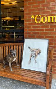 约翰内斯堡Home Suite Hotels Rosebank的一张坐在长凳上的狗的照片