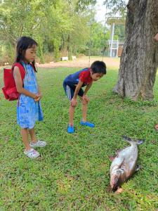 班武里府赖龙台民宿的两个孩子看着草地上死鱼