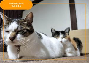 汤泽町Sansan Yuzawa Backpackers的两只猫在地板上彼此相邻