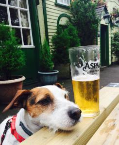 林德赫斯特The New Forest Inn的一只狗躺在桌子上,旁边放着一杯啤酒