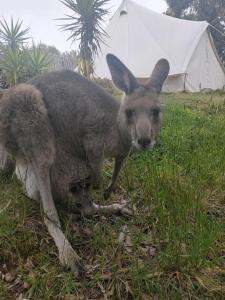 马其顿Macedon Ranges Glamping的袋鼠躺在帐篷旁边的草地上