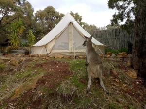 马其顿Macedon Ranges Glamping的一只山羊站在帐篷前