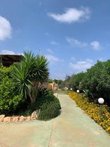 兰佩杜萨Villa Maveda, un dammuso immerso nel verde的棕榈树和鲜花花园中的步道
