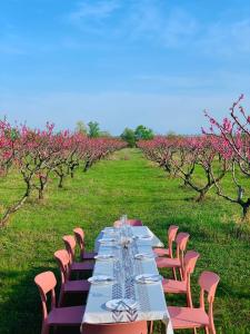 泰拉维Mestvireni的田野上长桌,有粉红色的树
