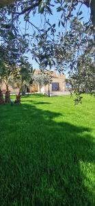 巴莱斯特拉泰Azienda Agrituristica Baglio Carta的一片绿草丛,前方有一棵树