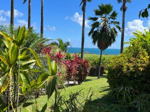 圣罗斯Indigo Palmes的棕榈树花园,大海背景