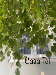 TurnişorCasa Tei的树上挂着一束绿叶