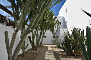 萨阿拉德洛斯阿图内斯多纳萝拉滨海旅舍的白色建筑前方的庭院,种植了仙人掌和植物