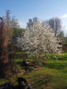 BroddetorpLilla lägenheten的院子里一棵花白的树