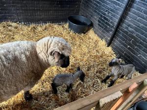Losser4seasonshouse的一只羊和两只婴儿羊站在干草中