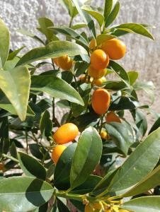 Città GiardinoDependance Sabrina的橘子树上有很多橙子