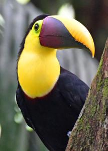 曼努埃尔安东尼奥Riverside Villas的一只黄色和黑色的鸟,有大 ⁇ 