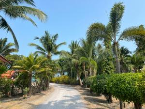 Ban Khok KroatBaan Wang Bua的一条在海滩上种满棕榈树的道路