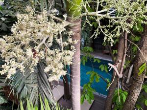 金边萨利纳精品酒店的游泳池旁一棵花白的树