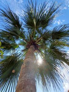 乌巴图巴Hostel Trópico de Capricórnio - Vermelha do Centro的棕榈树,阳光照耀着