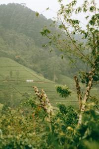 努沃勒埃利耶The Train View的山地景观