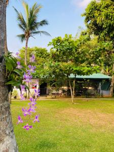 乌纳瓦图纳Villa Gaetano Unawatuna的树旁草上一束紫色的花