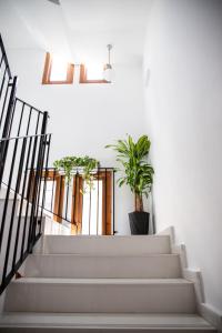瓦伦西亚扎拉莫拉住宿加早餐旅馆的楼梯,有两盆植物在房间里