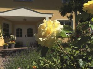 奔驰Ferienwohnung Muehlenblick的房子前面的黄色玫瑰