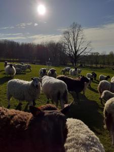 TieltSheepinn hoekje的一群羊站在田野里