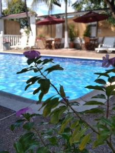 梅尔加HOTEL MACEO MELGAR的蓝色的游泳池,前面有紫色的鲜花