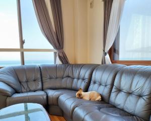 淡路Tiz wan 明石大橋的一只猫躺在客厅的皮沙发上