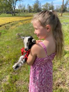 MillvilleBear Creek Falls Lodge on 67 acres Creek & Waterfalls的一只小女孩在田野里抱着一只山羊