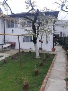 克拉约瓦Casa的院子里有树的白色房子