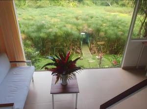 塔拉波托Lagoon Village B&B y SPA的坐在窗前桌子上的植物