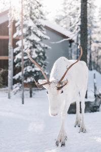 罗瓦涅米天际别墅酒店的一只鹿,鹿 ⁇ 立在雪中