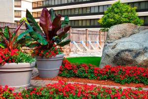 皮博迪皮博迪波士顿万豪酒店的花园里的两盆大花