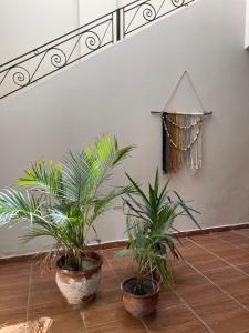 马萨阿拉姆La Casa Guest House的两个盆栽植物坐在一个房间里地板上
