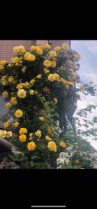 东京桜宿-ダブルベッドの小さなガーデンルーム的建筑物边的一束黄色花