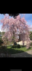 东京桜宿-ダブルベッドの小さなガーデンルーム的院子里一棵树,上面有粉红色的花