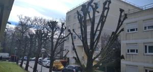 基扬古尔Appartement SQY的一座建筑物旁边一棵树,上面有鸟儿