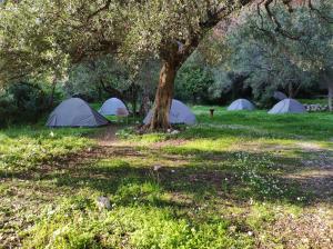 VunoGjipe Eco Campground的一群帐篷,在田野的树下