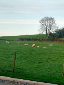 MoneymoreMeadow View的一群羊在绿色的田野里放牧
