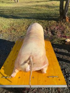 莫伊塞Pensiunea Trei Lalele的木板上放着的大猪