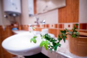 旧扎戈拉Gabko Apartment - great location and a comfortable stay!的一间带卫生间的浴室和台面上的植物