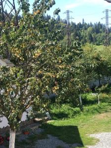 博尔沙Casa Firuta Borsa的苹果树,在院子里放橘子