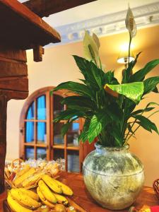 乌迪亚莱斯堡La Llosa de Sámano的香蕉桌子上的植物花瓶