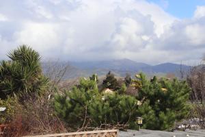 萨利纳斯Monte Vista的一组背景为群山的树木
