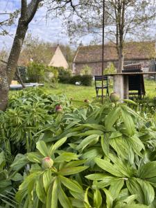 Monchy-HumièresStudio du Mont des Ormes的种有大量绿色植物和椅子的花园