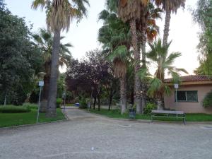 布尔哈索特PISO CON VISTAS的一座公园,公园内种植了棕榈树,大楼前设有长凳