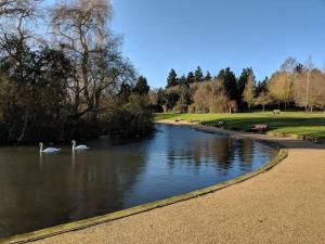牛津Wolsey Road, North Oxford的两个天鹅在公园的池塘里游泳
