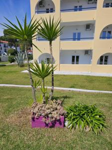 考考纳里斯麦斯特拉里一室公寓酒店的一座建筑前紫色的盆子中的棕榈树