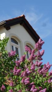 费茨肖Pension Kchischowka的一座建筑前有紫色花的房屋