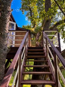 MeņģeleStrazdu Ligzda Off grid treehouse的通往树屋的楼梯